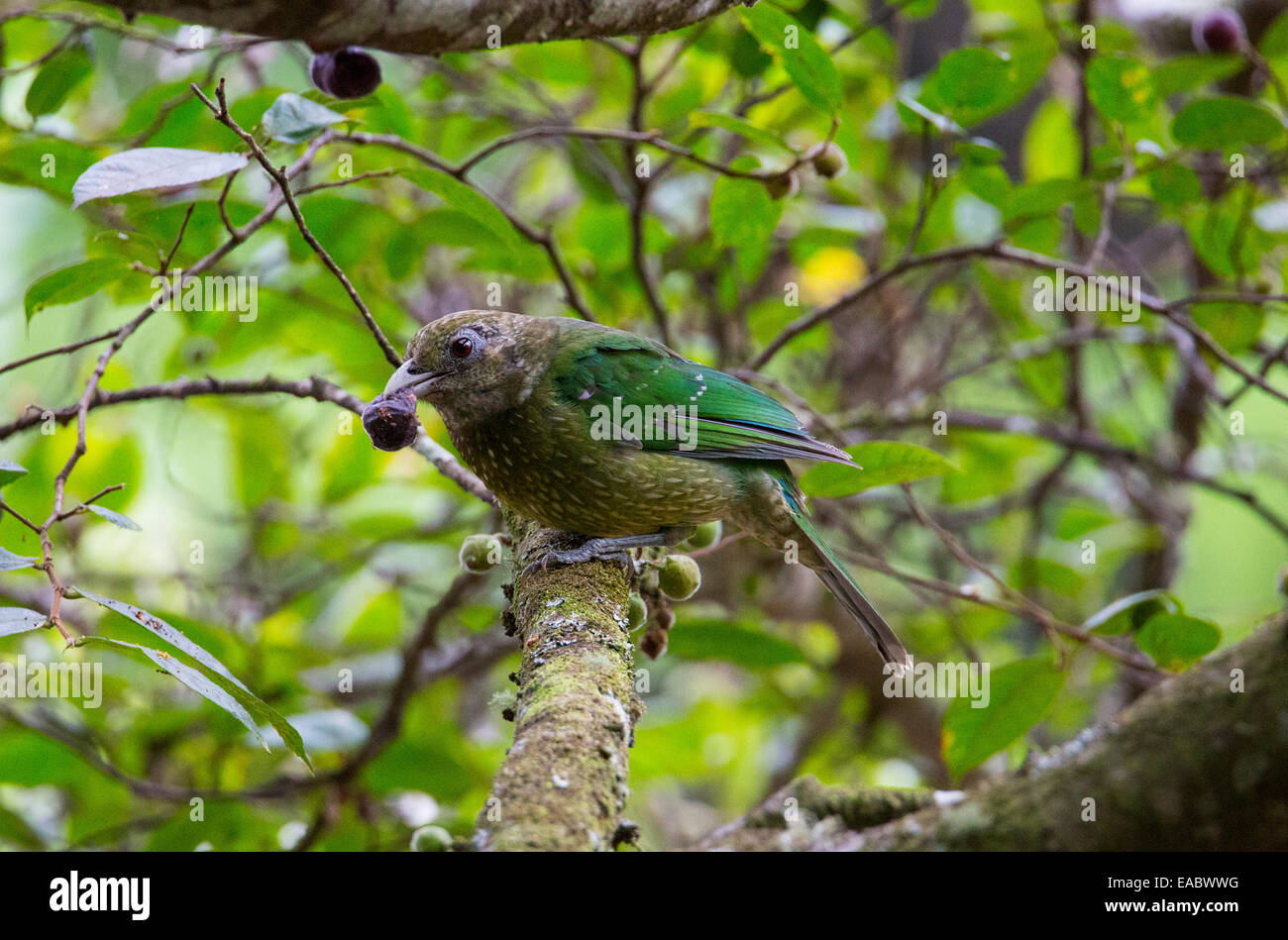 Green Catbird (Ailuroedus crassirostris), feeding on fruit of the Sandpaper Fig (Ficus coronata), Royal National Park, NSW Austr Stock Photo