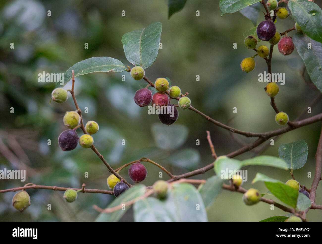 Fruit on a Sandpaper Fig (Ficus coronata), Royal National Park, NSW