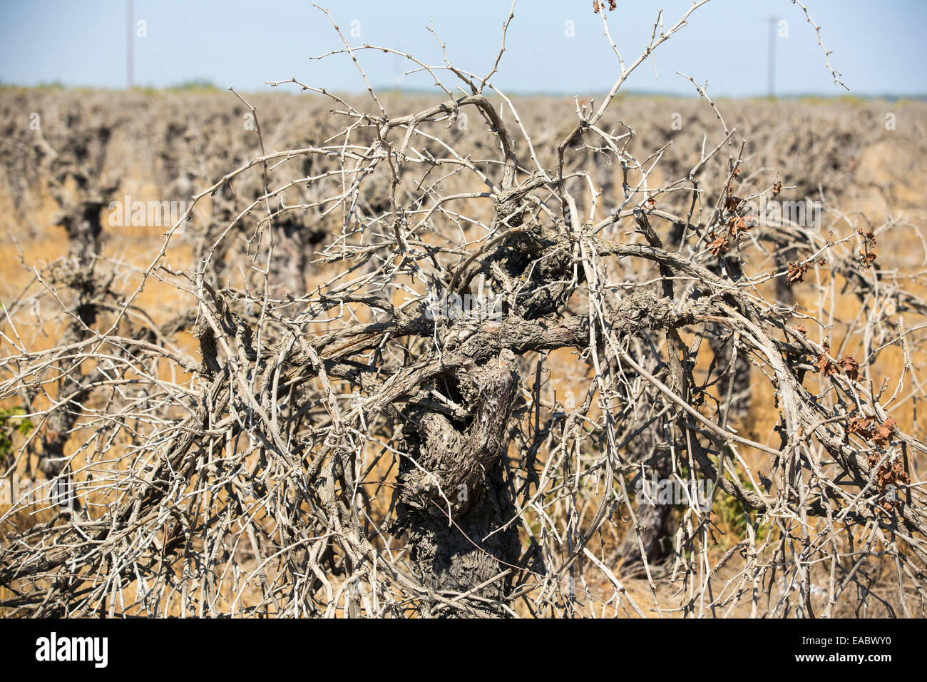Dead and dying grape vines in Bakersfield, California, USA. Following an unprecedented four year