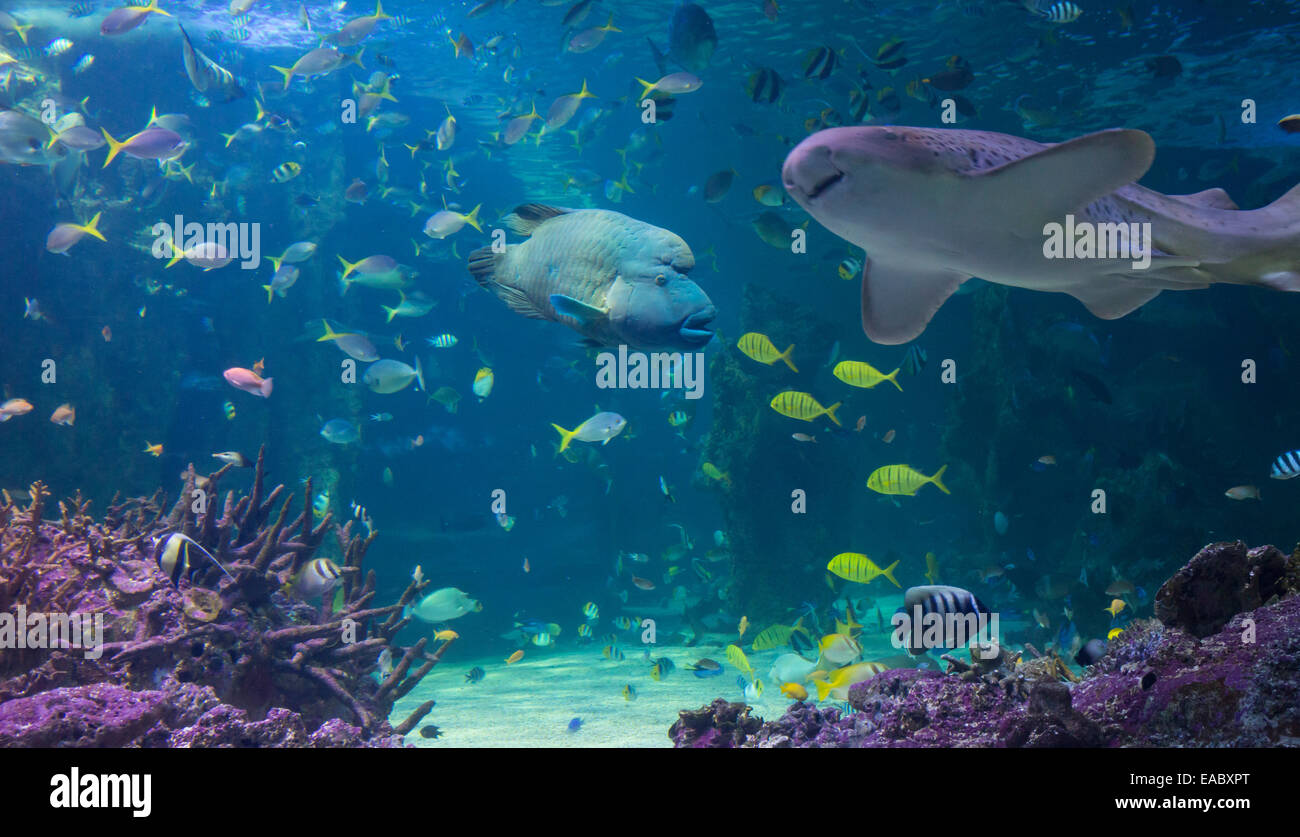 Great Barrier Reef aquarium in the Sydney Sea Life Aquarium, Darling Harbour, Sydney, Australia Stock Photo - Alamy Great Barrier Reef aquarium in the Sydney Sea Life Aquarium, Darling Harbour, Sydney, Australia Stock Photo - Alamy