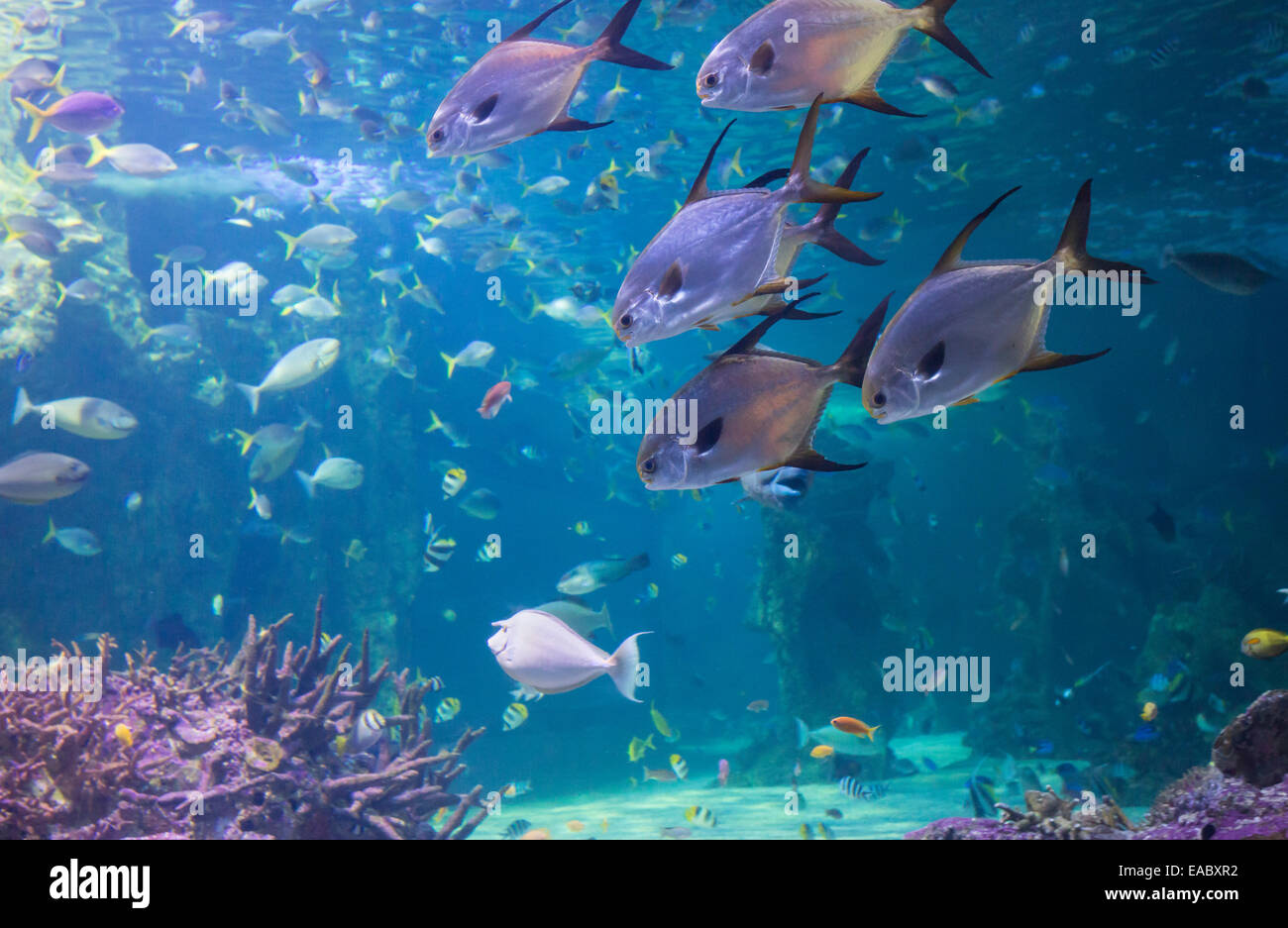Great Barrier Reef aquarium in the Sydney Sea Life Aquarium, Darling Harbour, Sydney, Australia Stock Photo