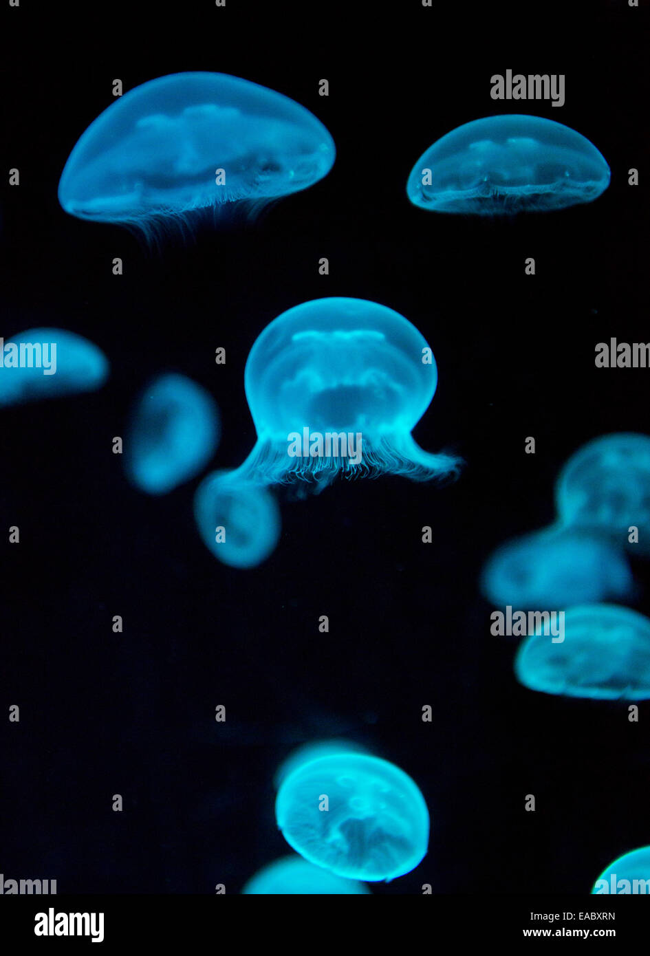 Moon Jellyfish, Aurelia aurita, at Sydney Sea Life Aquarium, Sydney, New South Wales, Australia Stock Photo