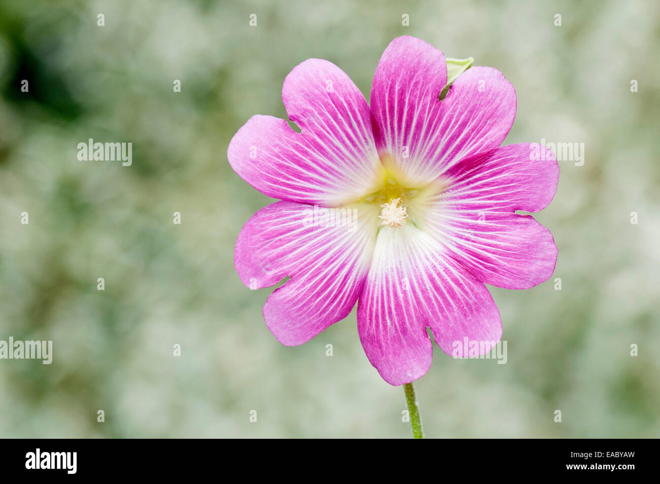 Mallow, Lavatera trimestris, Pink subject. Stock Photo