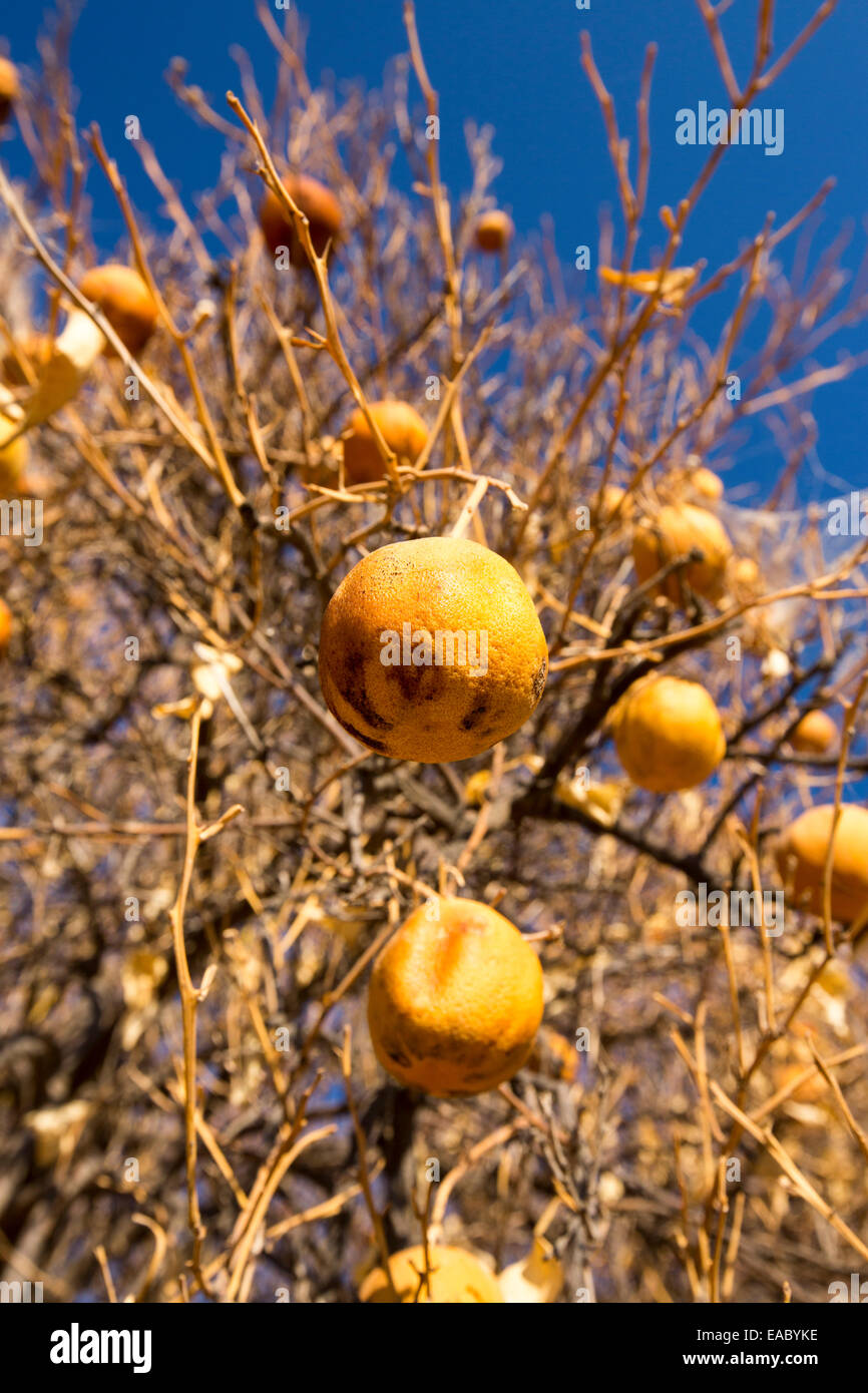 Abandoned dead and dying Orange trees that no longer have water to