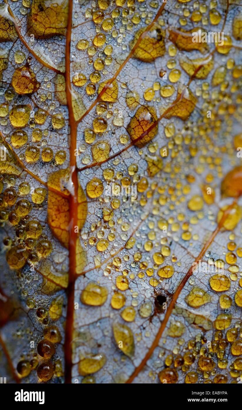 Leaf with waterdrops, Germany, 11. November 2014. Photo: Frank May Stock Photo