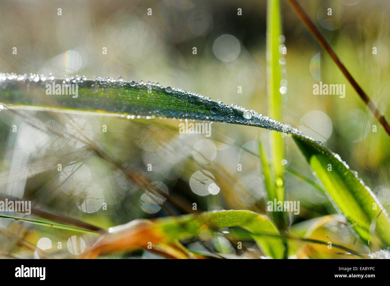 Gras with waterdrops, Germany, 11. November 2014. Photo: Frank May Stock Photo