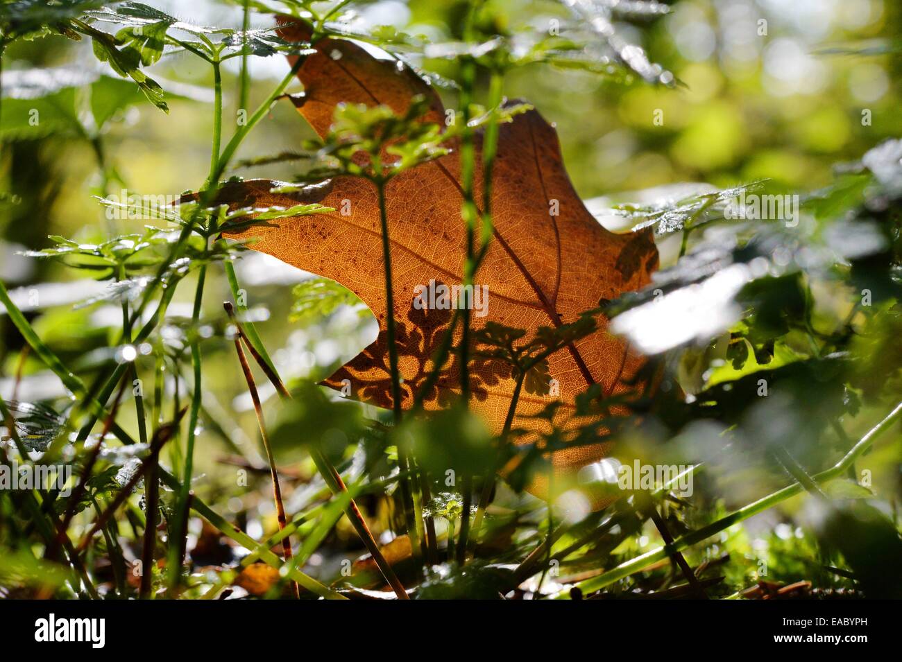 Coloured Leaf in autumn, Germany, 23. October 2014. Photo: Frank May Stock Photo