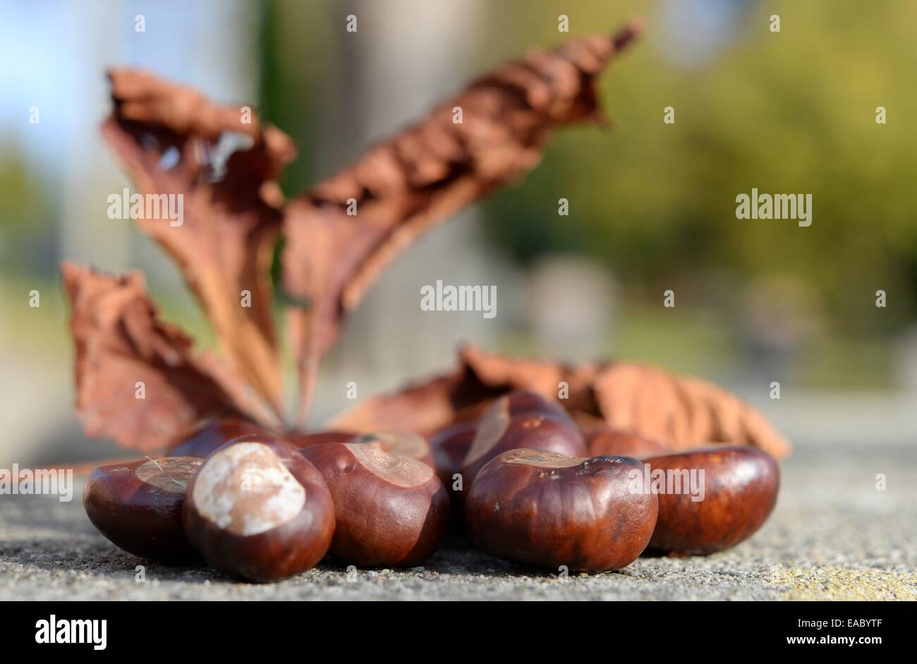 Picking chestnuts, Germany, 27. October 2014. Photo: Frank May Stock Photo