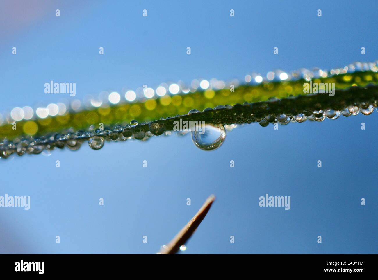 Gras with waterdrops, Germany, 11. November 2014. Photo: Frank May Stock Photo