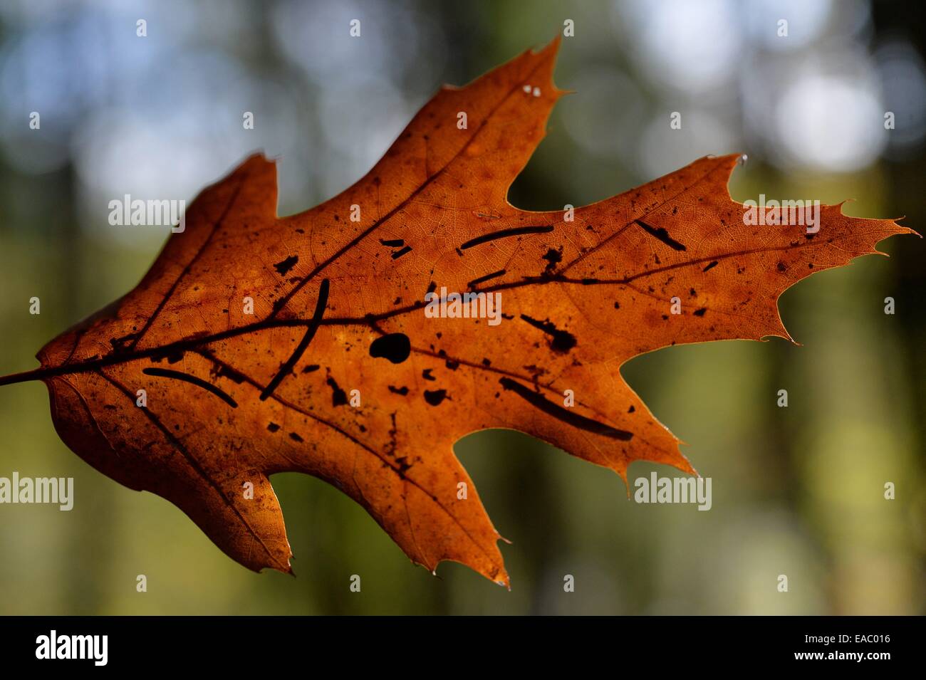 Coloured Leaf in autumn, Germany, 23. October 2014. Photo: Frank May Stock Photo