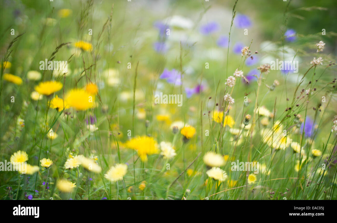 Wildflower meadow hi-res stock photography and images - Alamy