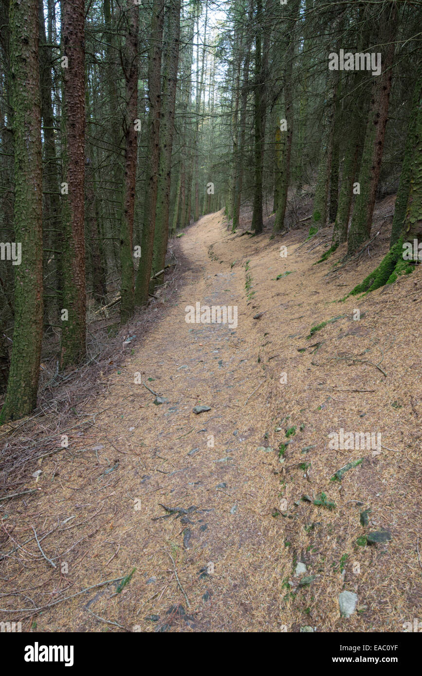 Path through Larch forest. north Wales. Stock Photo