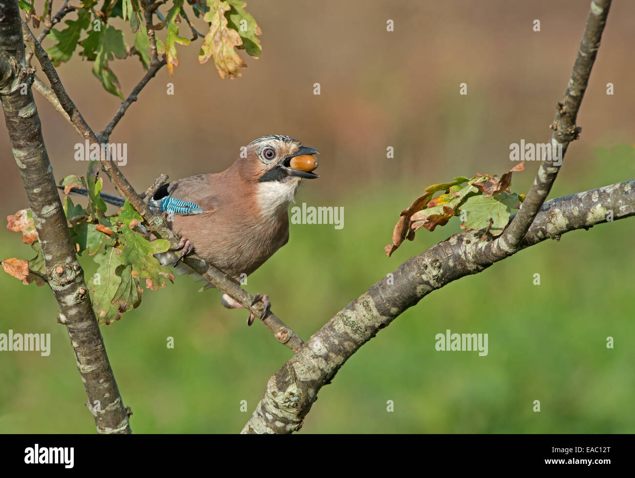 Jay-Garrulus glandarius, perches on a Oak Tree-Quercus, feeding on acorns. Uk Stock Photo