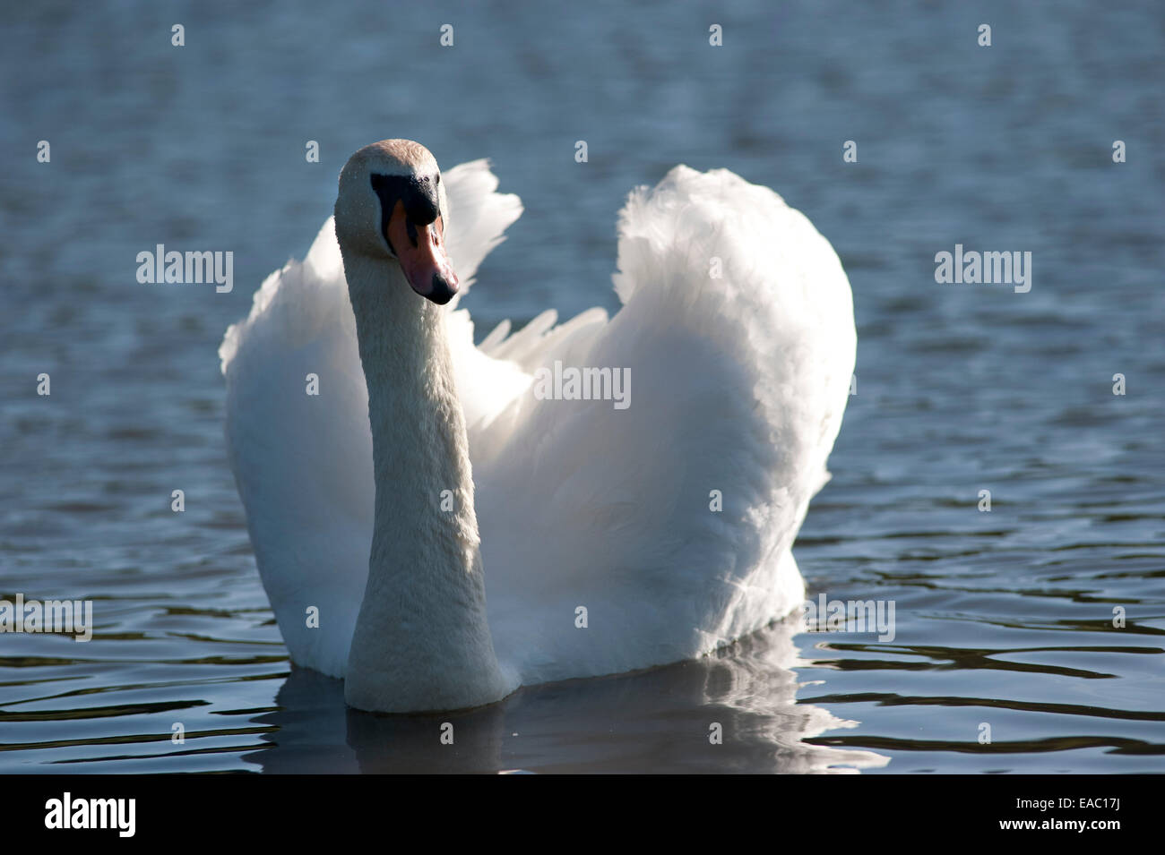 Mute Swan Cygnus olor Kent UK Stock Photo