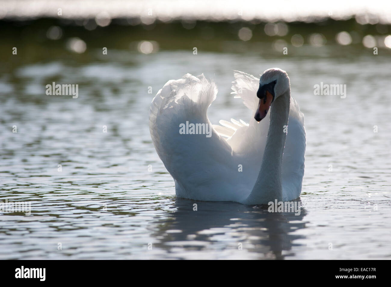 Mute Swan Cygnus olor Kent UK Stock Photo