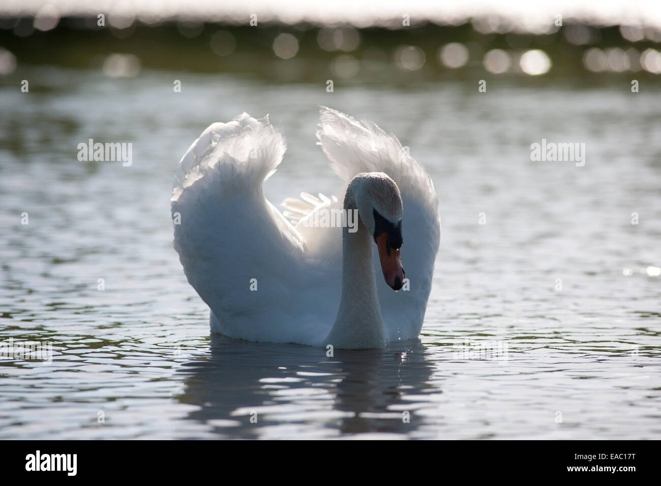 Mute Swan Cygnus olor Kent UK Stock Photo