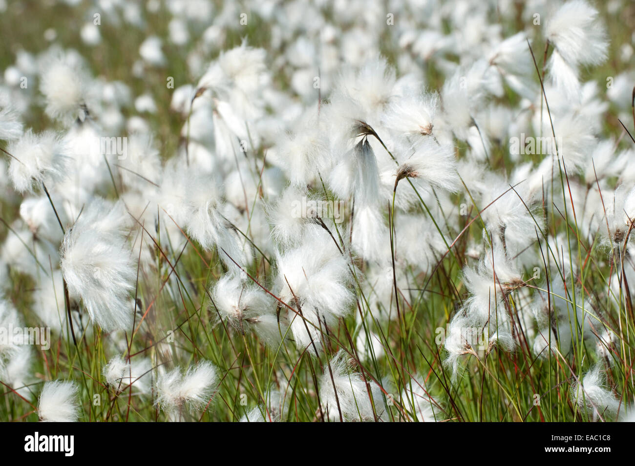 Cottongrass Eriophorum angustifolium Stock Photo Alamy