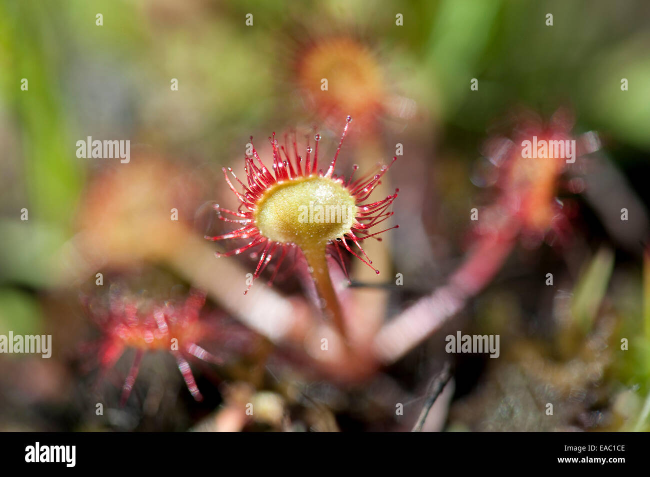 Round-leaved Sundew Drosera rotundifolia Kent UK Stock Photo