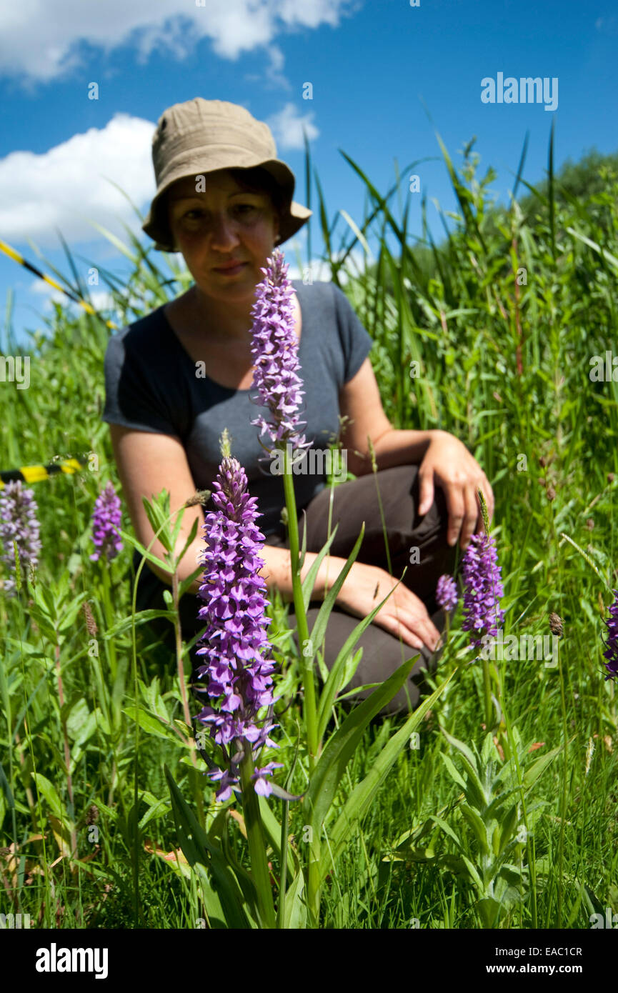 Woman naturalist looking at Common Spotted Orchid UK Stock Photo