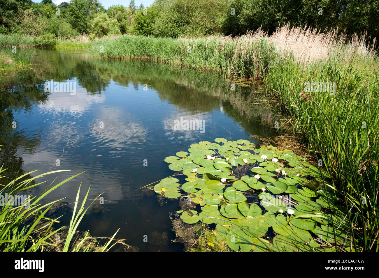 Large pond Barnes Wetland Trust London UK Stock Photo