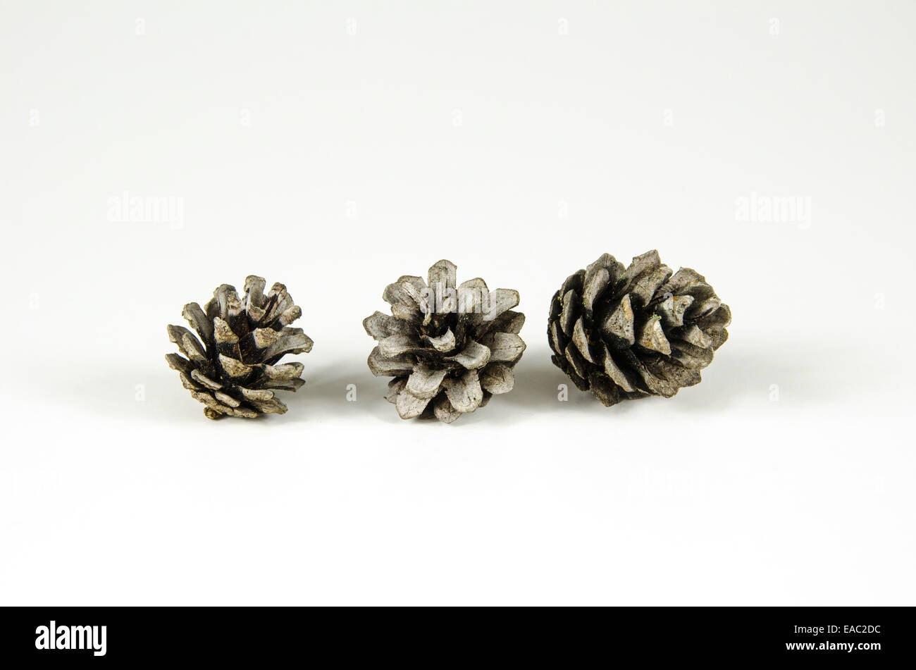 Group of three pine tree cones at white background Stock Photo - Alamy