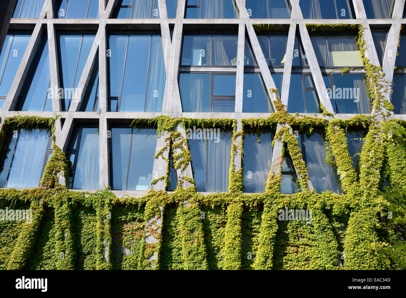 Window Pattern Concrete Framework and Virginia Creeper on the Pavillon Noir by Rudy Ricciotti Aix-en-Provence France Stock Photo