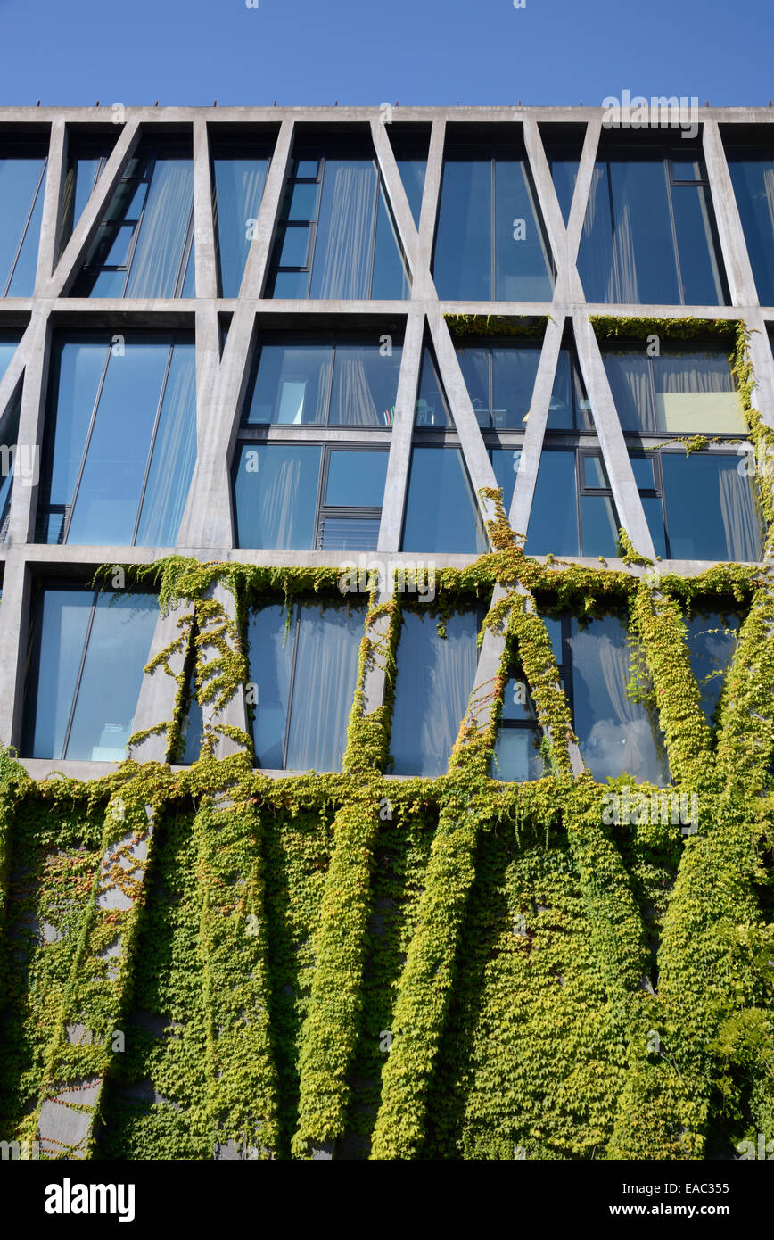 Parthenocissus tricuspidata Creeper on Concrete Framework of the Ballet Preljocaj or Pavillon Noir by Rudy Ricciotti Aix-en-Provence France Stock Photo