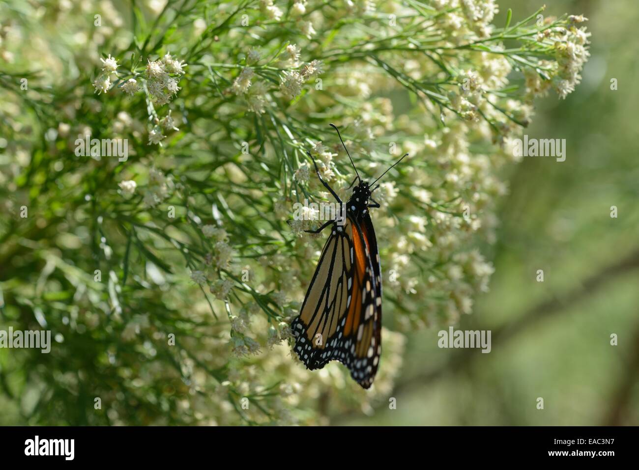 Monarch on Poverty Weed Stock Photo