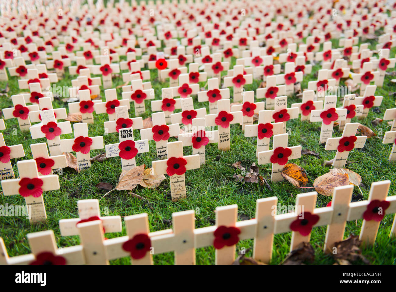 Poppies Remembrance Sunday Stock Photo Alamy Poppies Remembrance Sunday Stock Photo Alamy