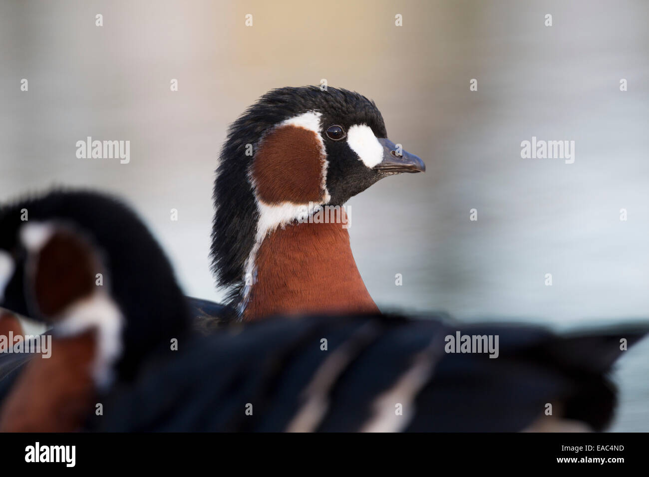 Red Breasted Goose; Branta ruficollis; Winter; Lancashire; UK Stock Photo