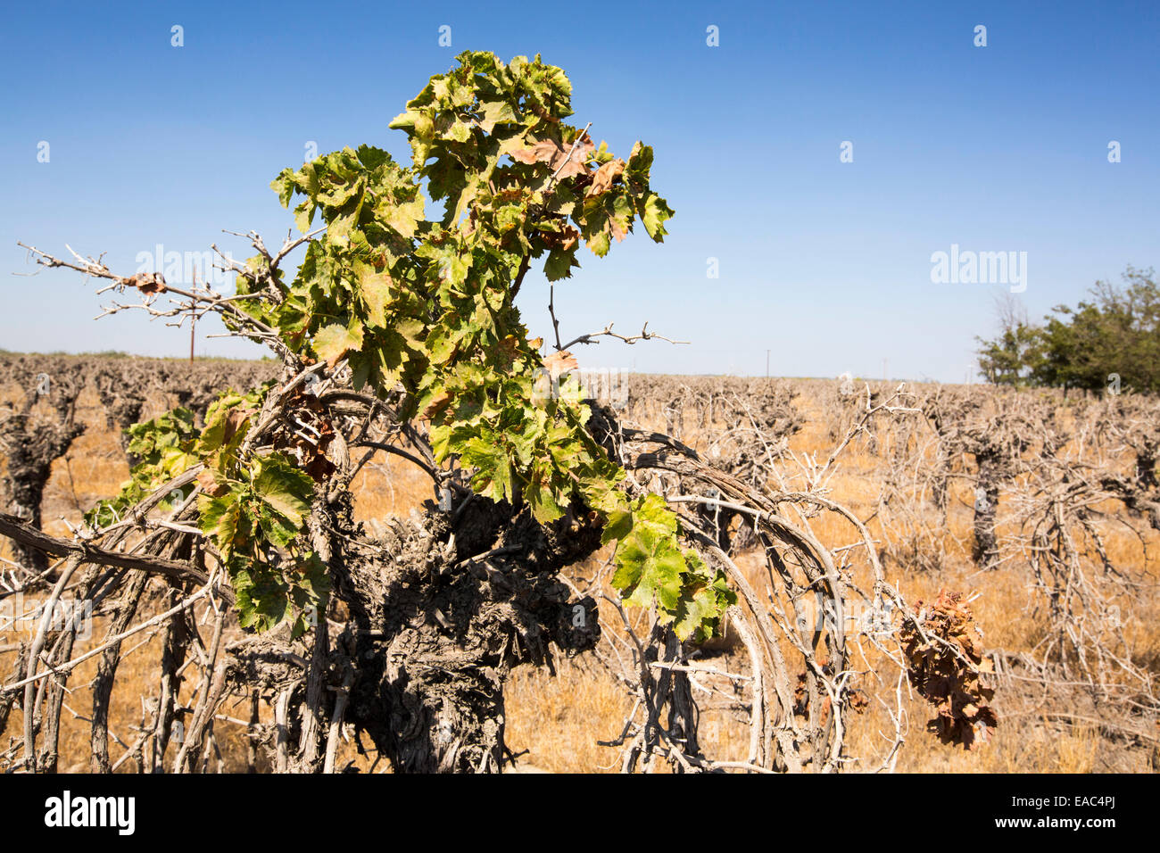 Dead and dying grape vines in Bakersfield, California, USA. Following