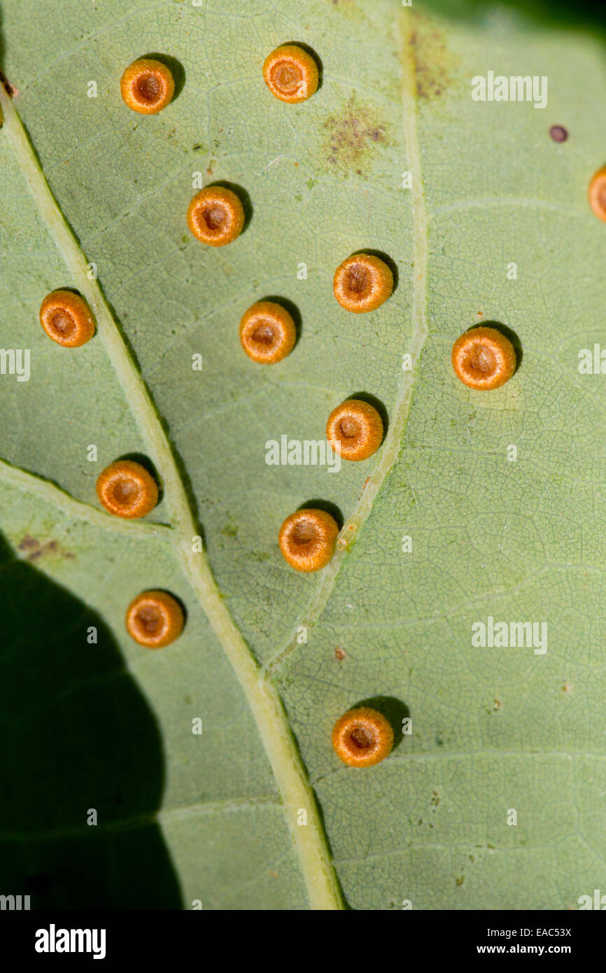 Silk Button Spangle Galls; Neuroterus numismalis; on an Oak Leaf; Quercus petraea; UK Stock Photo