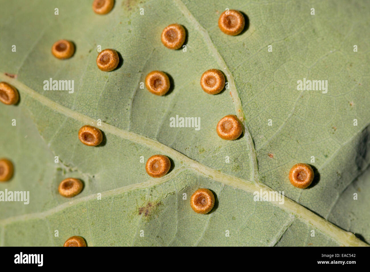 Silk Button Spangle Galls; Neuroterus numismalis; on an Oak Leaf; Quercus petraea; UK Stock Photo