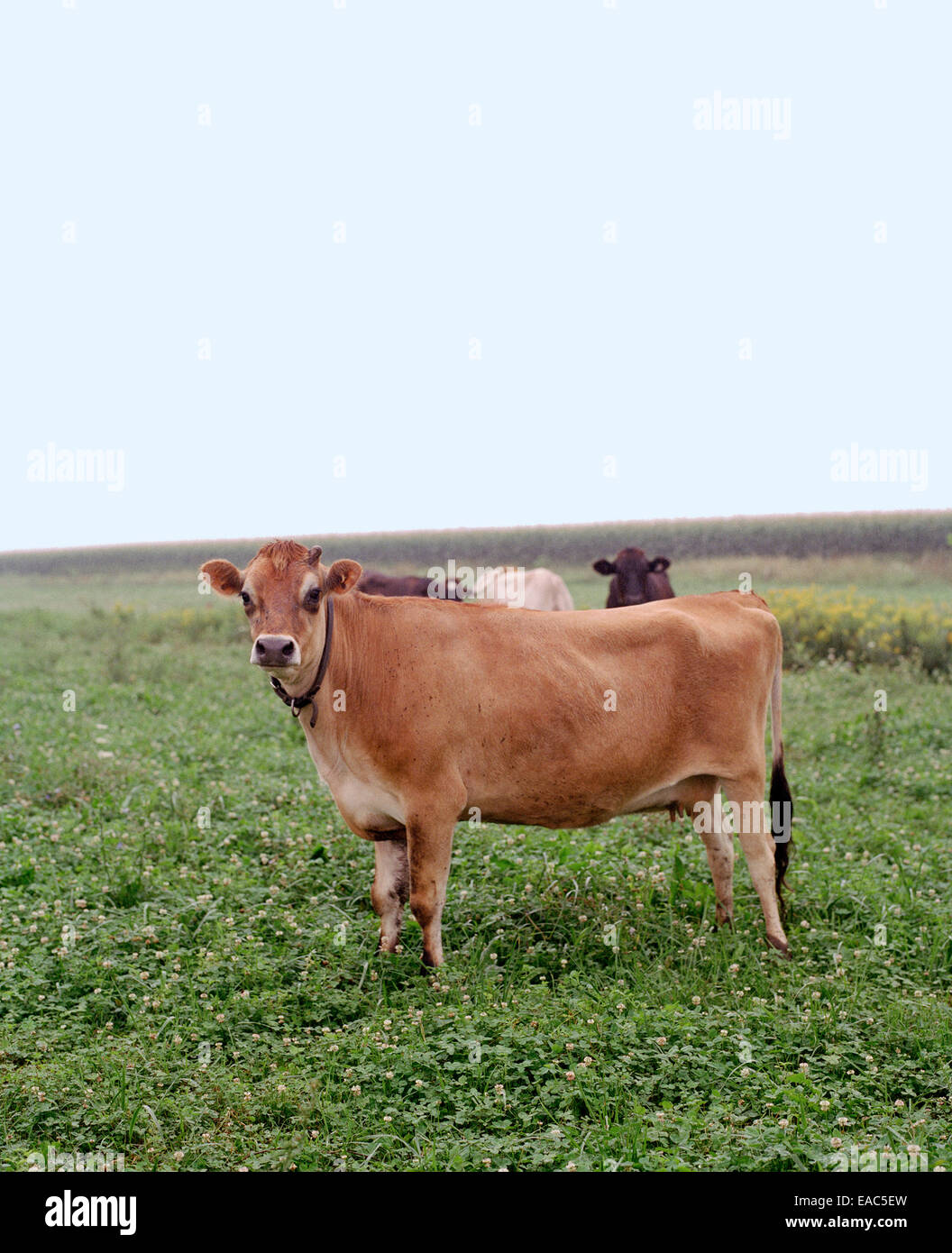 Dairy Cow in field Stock Photo