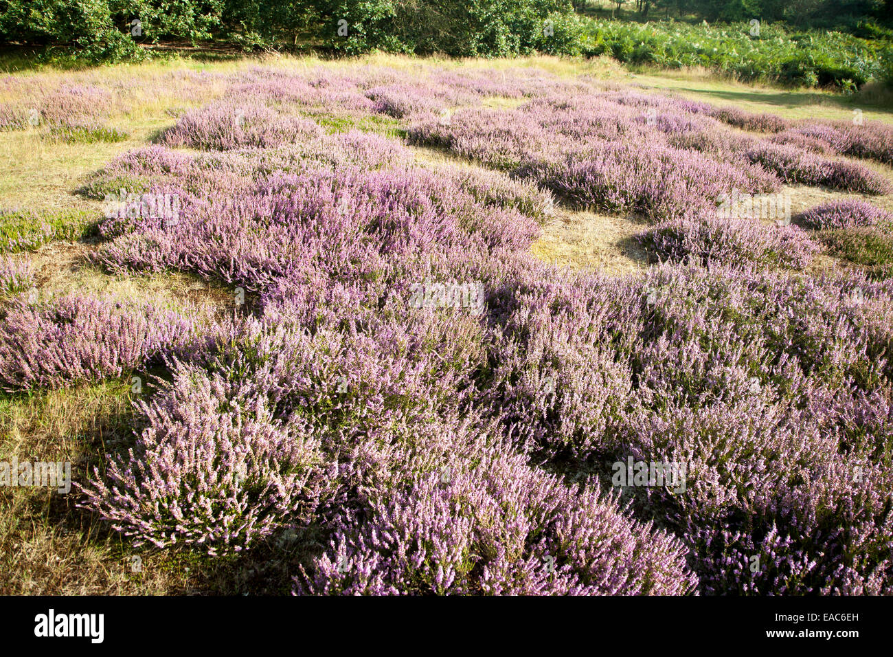Purple flowering heather plants growing on heathland in summer, Shottisham, Suffolk, England, UK Suffolk Coasts and Heath AONB Stock Photo