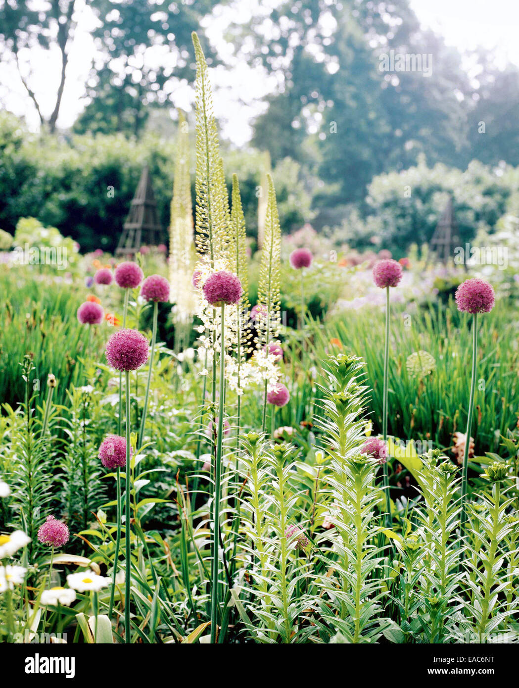 alliums in spring garden Stock Photo