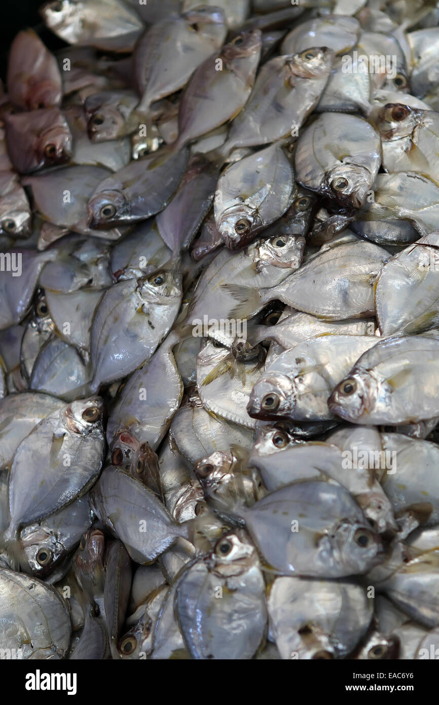 Fish Market In Dubai Stock Photo Alamy