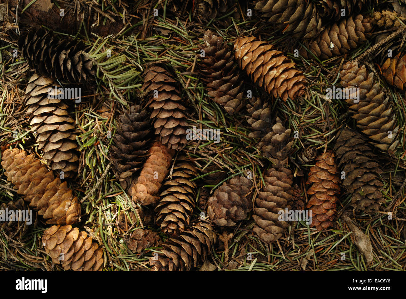 Spruce cones lying on the forest floor will grow to beautiful large spruce trees one day. Stock Photo