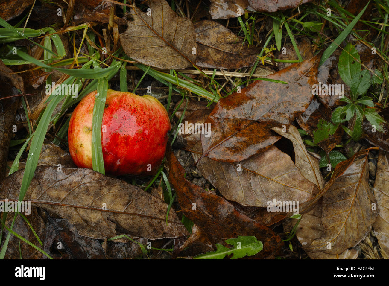 A fallen wild apple in the woods will become a tasty treat for white-tailed deer. Stock Photo