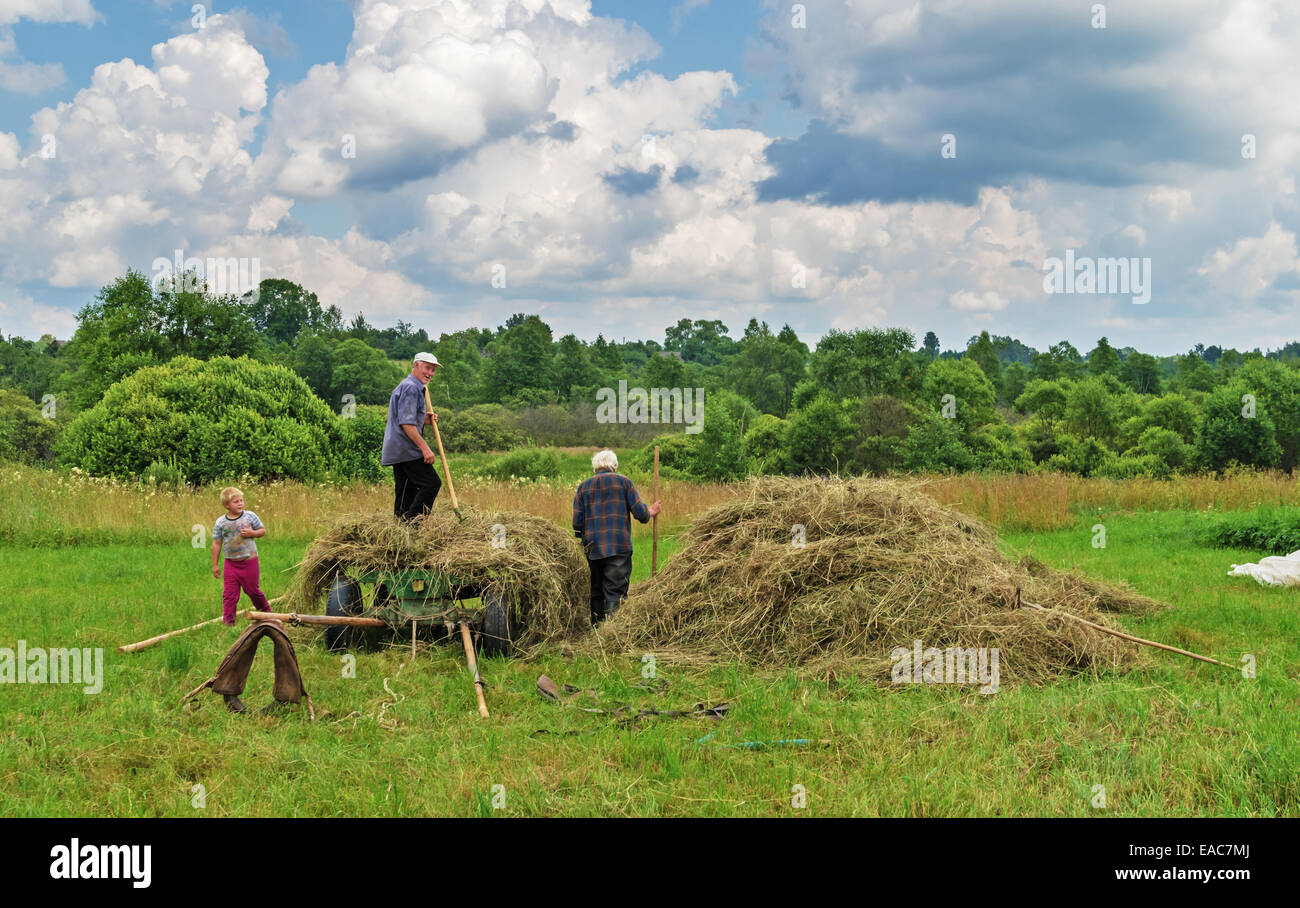 Hay drying, transportation and haystacks for cows and horses in the ...