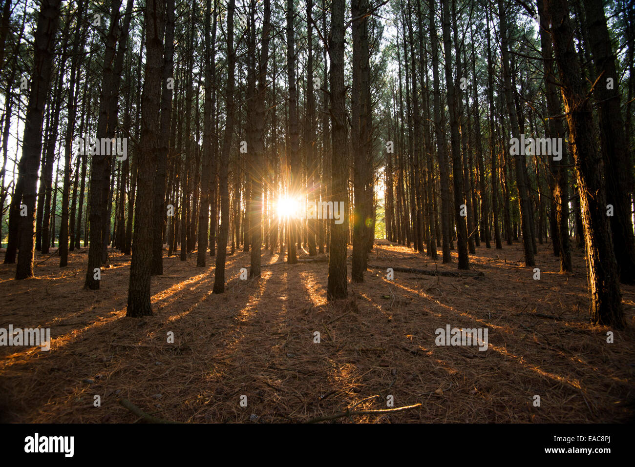 Sunburst in woods hi-res stock photography and images - Alamy