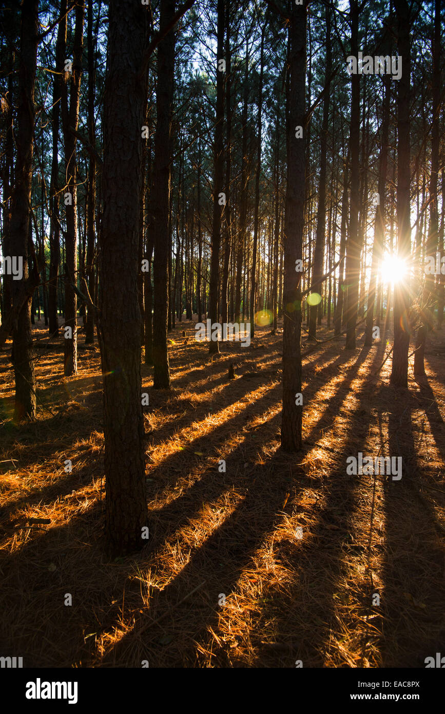 Light in woods hi-res stock photography and images - Alamy