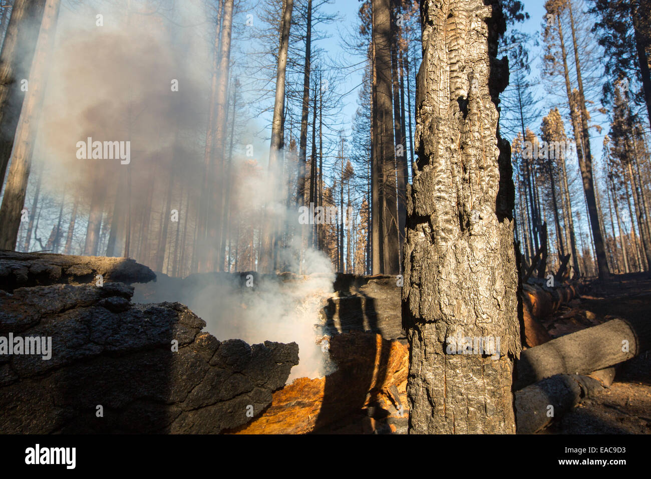 The King Fire in the El Dorado National Forest, California, USA Stock