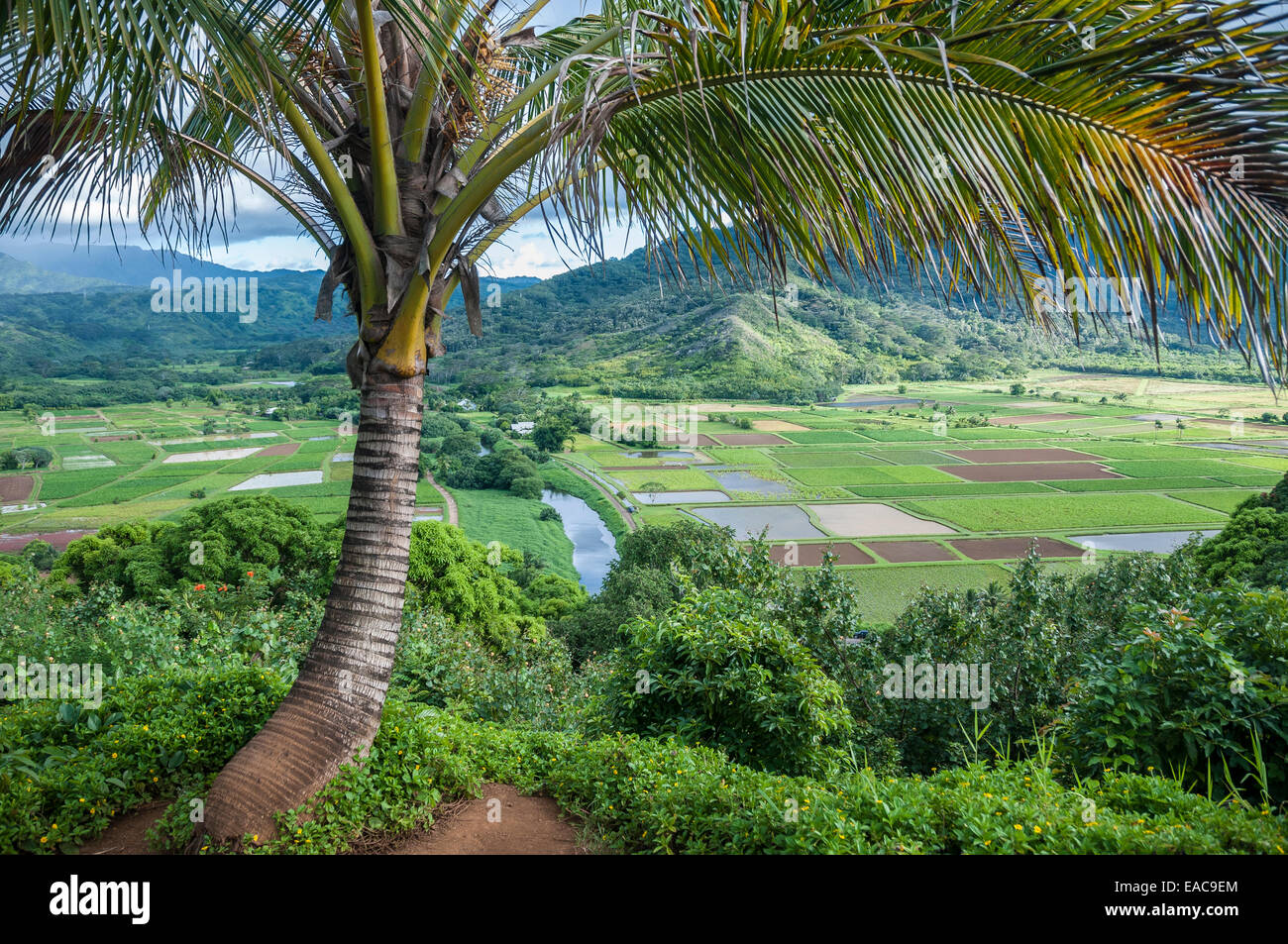 Hanalei National Wildlife Refuge scenic lookout above Taro fields along