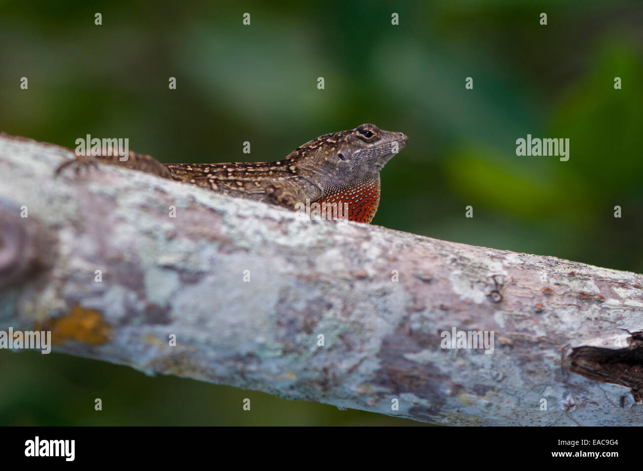 Brown Anole (Anolis sagrei) lizard with extended dewlap in Sarasota ...