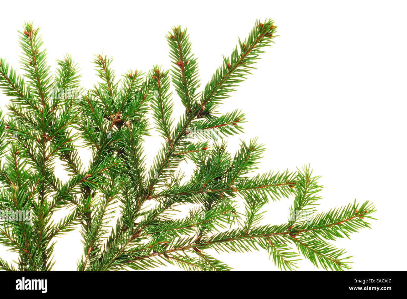 Fresh natural fir branch isolated on white background Stock Photo - Alamy
