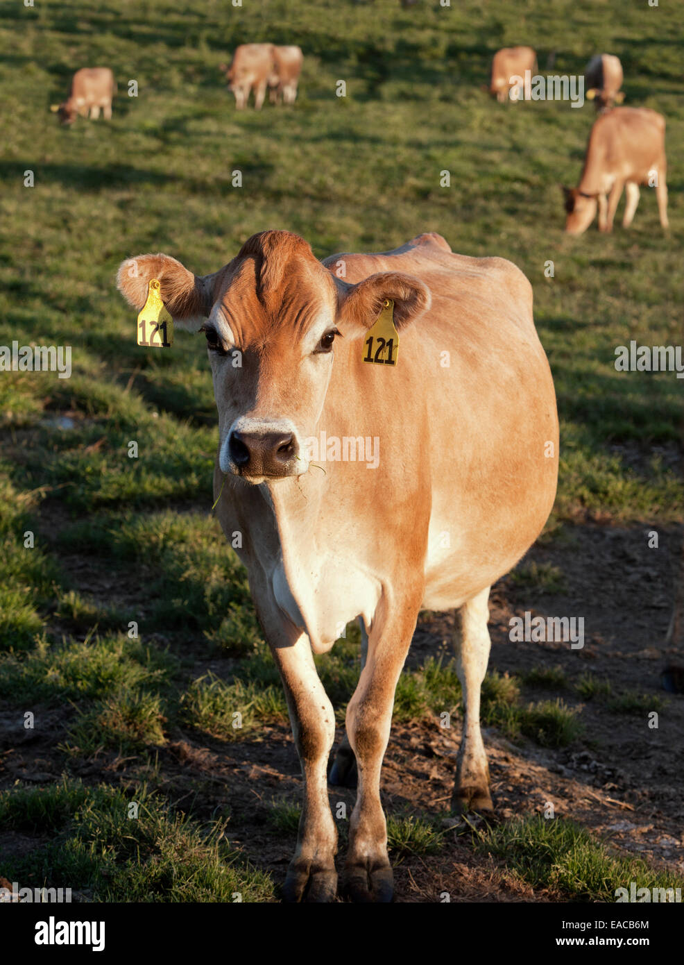 Jersey dairy cow in green pasture. Stock Photo