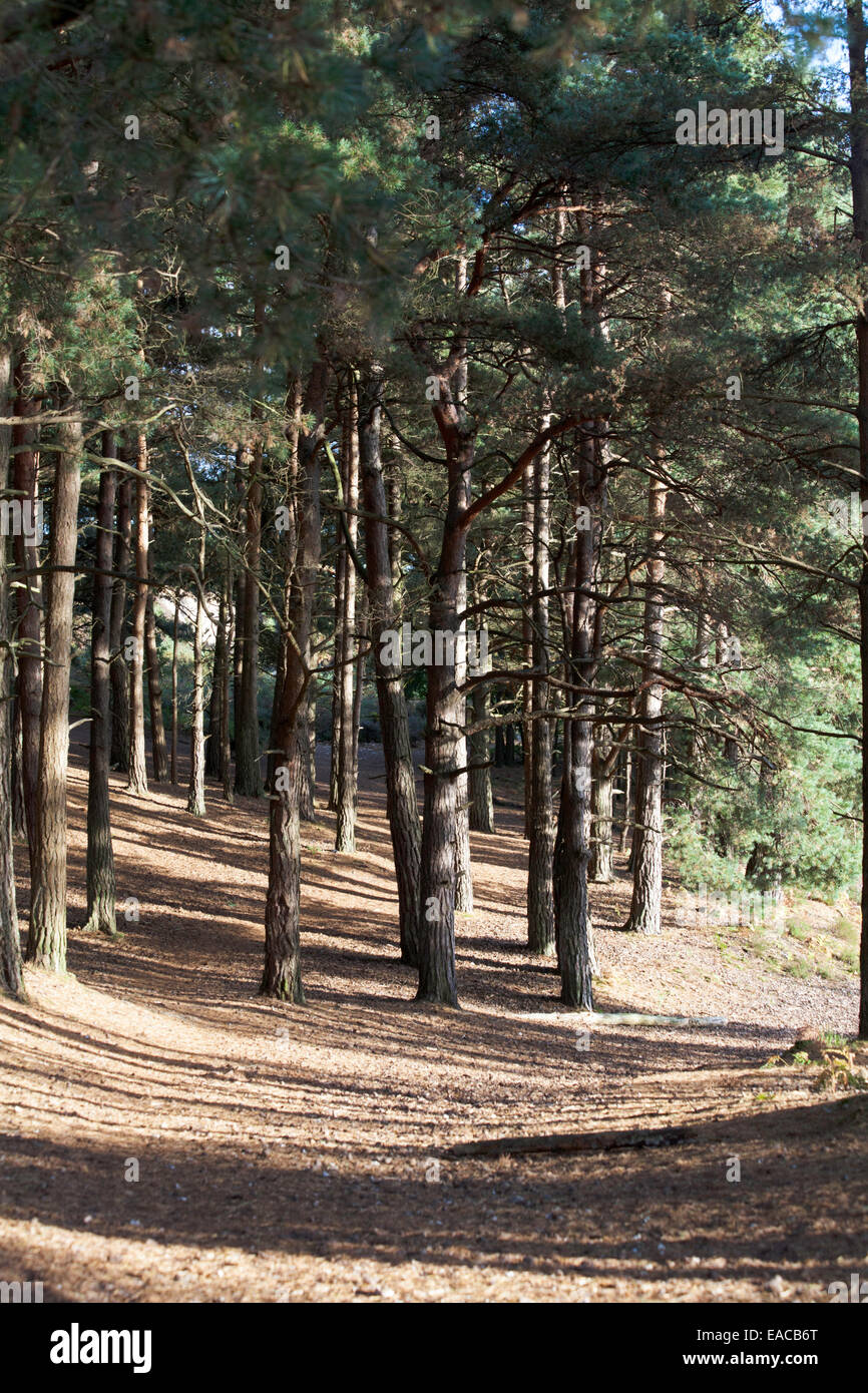 Scots Pine Wood Trees Canford Heath Poole Dorset England Stock Photo