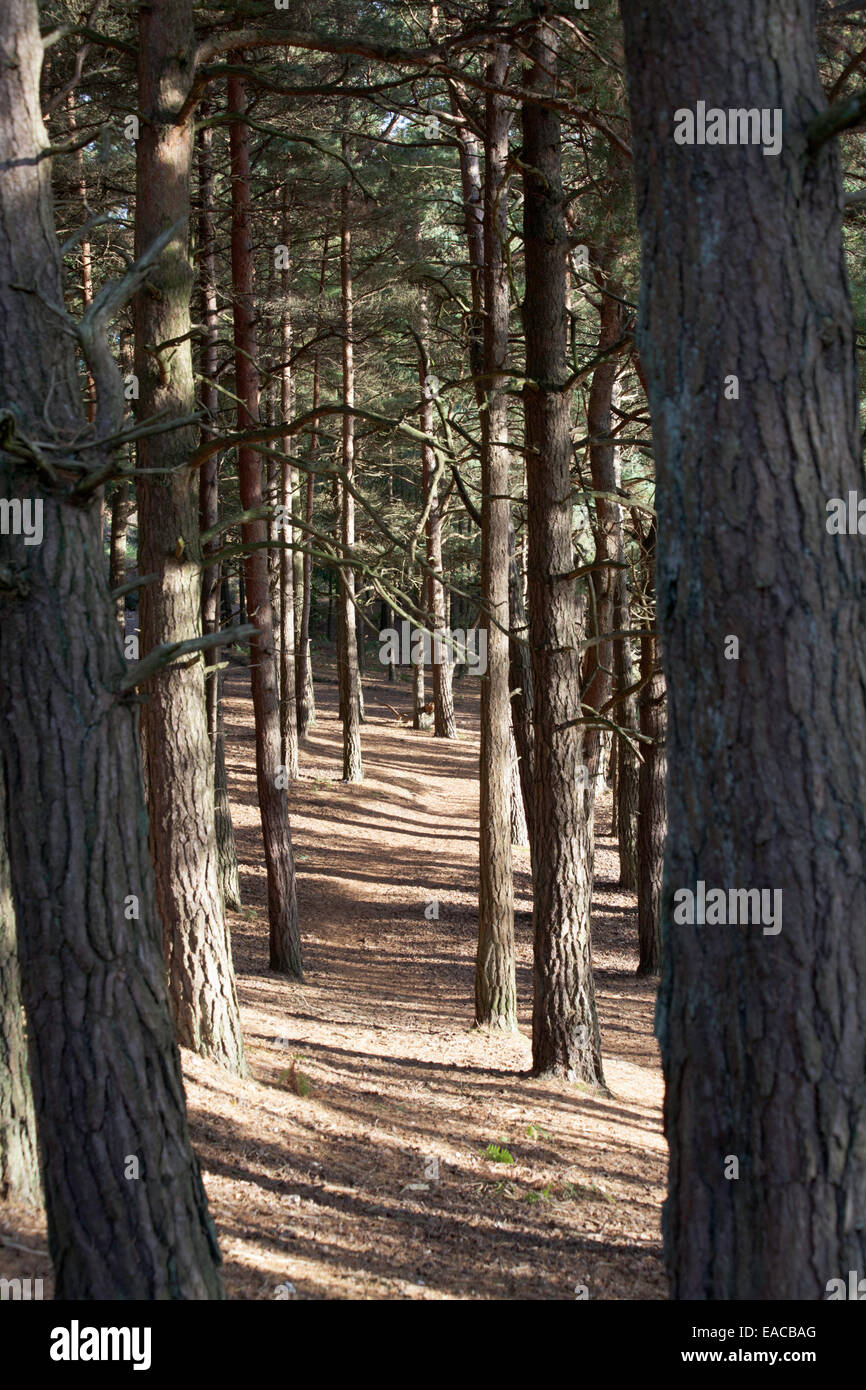 Scots Pine Wood Trees Canford Heath Poole Dorset England Stock Photo