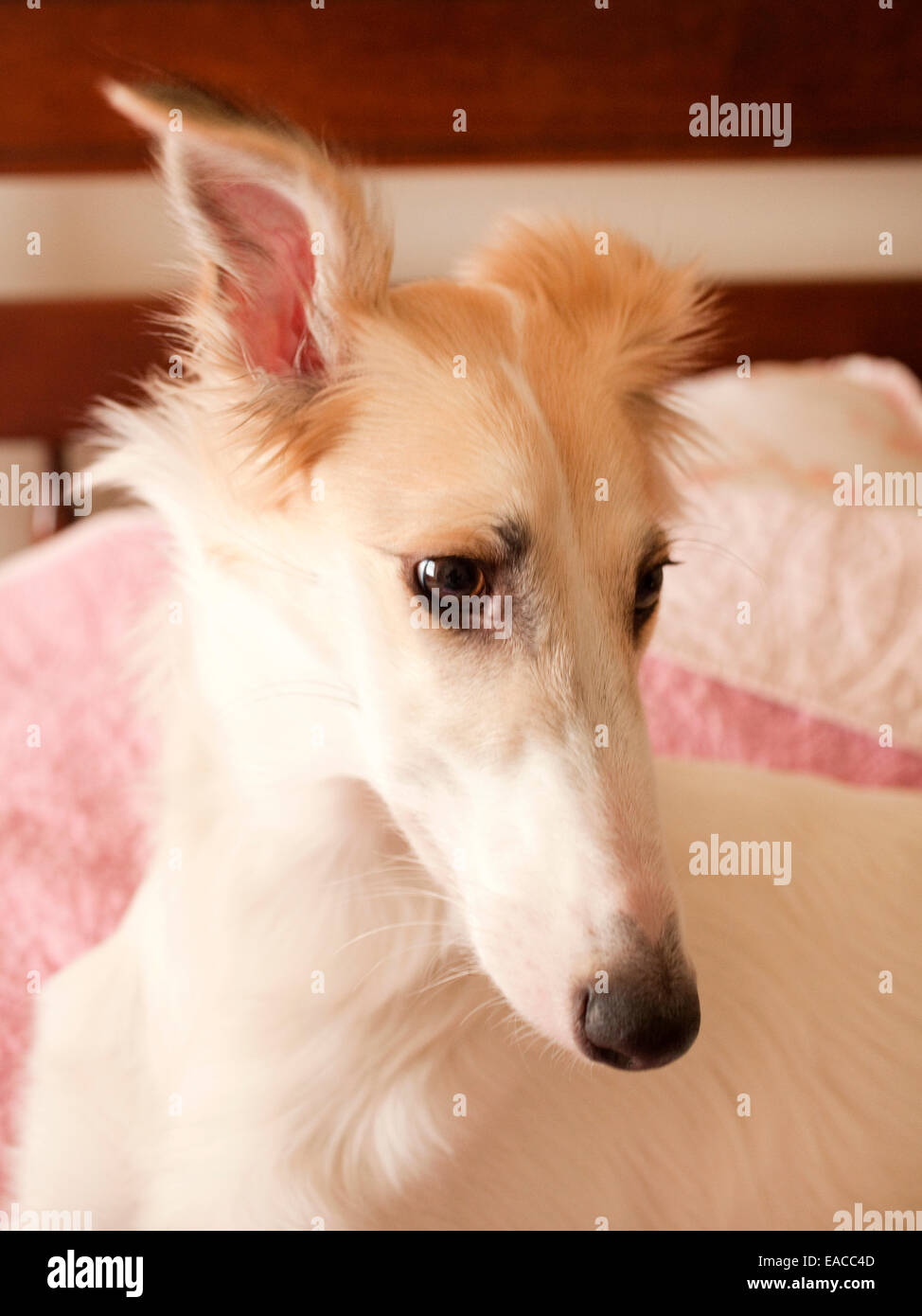 dog, pup, puppy Stock Photo